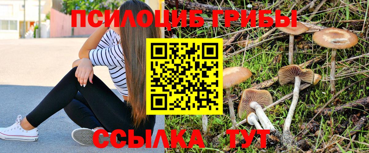 Хабаровск  Галлюциногенные грибы Psilocybe  Вход с VPN 
